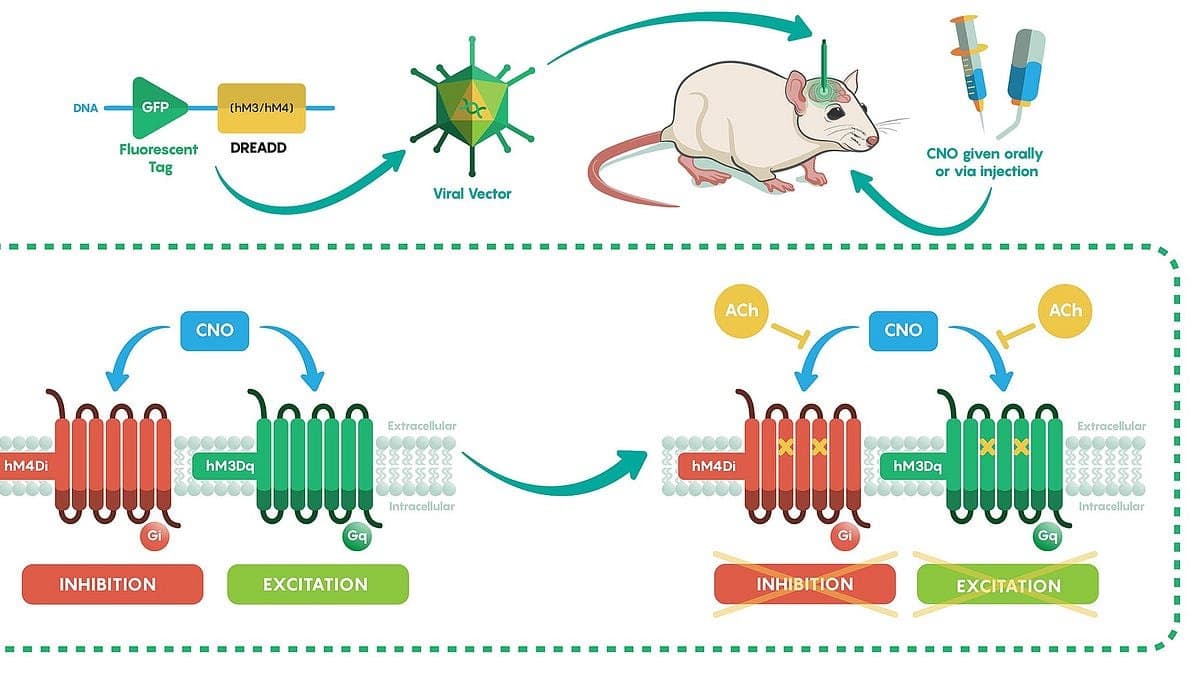 A corrida para engenheirar novas formas de controle para o cérebro humano