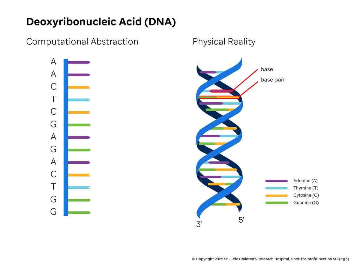Figure showing computational model and then physical helix for DNA