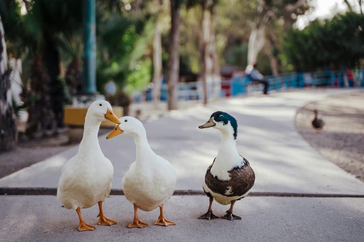 Armazenamento diferencial traz controle de versão ao DuckDB