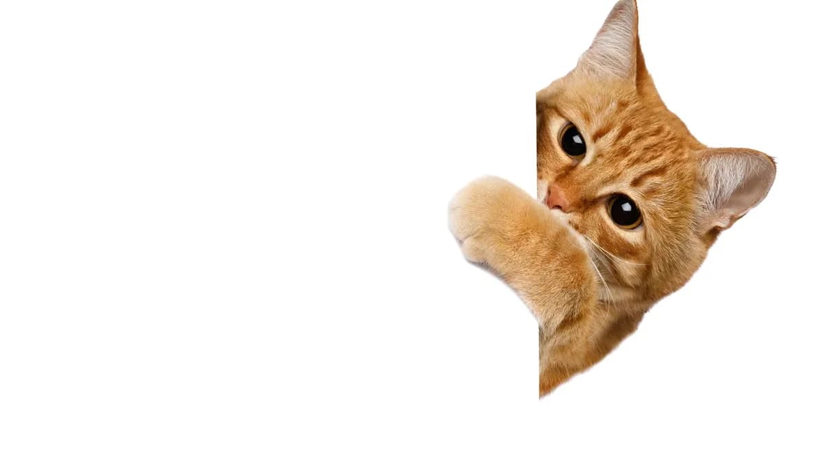 An orange cat peeking around a corner.