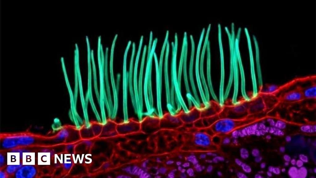 Imagem premiada que causou polêmica foi gerada por IA, confirma Nikon